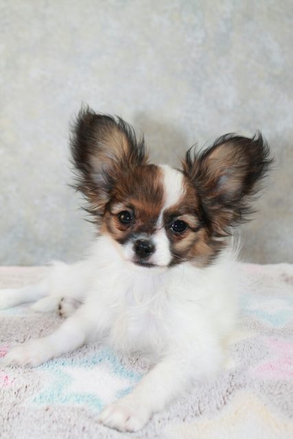 Папильон, папийон, континентальный той спаниель, щенки папильона, питомник папильонов, продаю