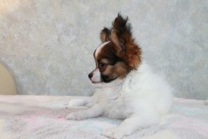 Папильон, папийон, континентальный той спаниель, щенки папильона, питомник папильонов, продаю