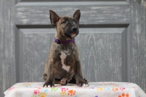 Миниатюрный бультерьер, минибуль, Миники, бультерьер, питомник булей, miniature bull terrier, minibull, bullterrier, kennel minibulls