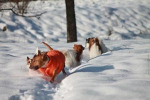 Miniature bullterrier, mini bull terrier, bullterrier kennel, миниатюрный бультерьер, питомник миниатюрных булей, буль, мини буль,