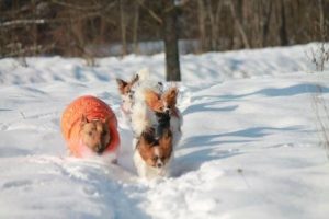 Miniature bullterrier, mini bull terrier, bullterrier kennel, миниатюрный бультерьер, питомник миниатюрных булей, буль, мини буль,