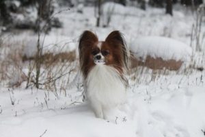 Papillon, papillon puppies for sale, papillon kennel, papillon stud dog, cute dogs, show dogs, собака бабочка, папильон, папийон, континентальный той спаниель, щенки папильона, продаются щенков папильона, питомник папильонов, племенные кобели папильонов для вязок, выставочные собаки, маленькие собачки, красивые породы собак
