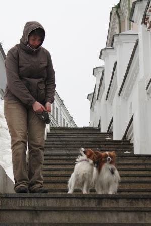 Papillons, papillon kennel, папильон, питомник папильонов, континентальный той спаниель, фален,