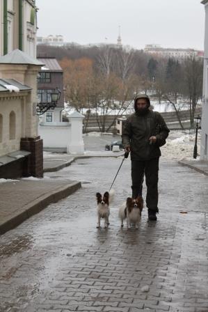 Papillons, papillon kennel, папильон, питомник папильонов, континентальный той спаниель, фален,