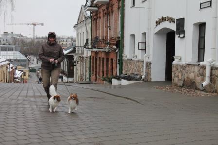 Papillons, papillon kennel, папильон, питомник папильонов, континентальный той спаниель, фален,
