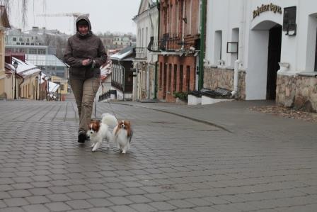 Papillons, papillon kennel, папильон, питомник папильонов, континентальный той спаниель, фален,
