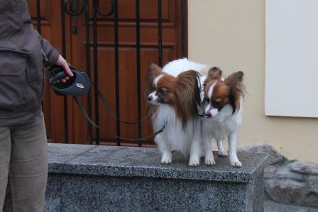 Papillons, papillon kennel, папильон, питомник папильонов, континентальный той спаниель, фален,