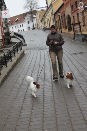 Papillons, papillon kennel, папильон, питомник папильонов, континентальный той спаниель, фален,