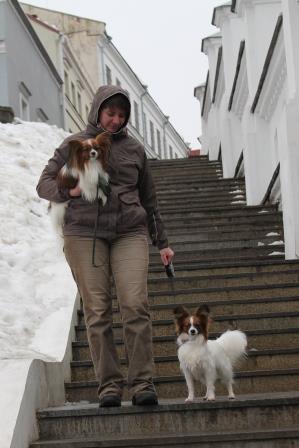 Papillons, papillon kennel, папильон, питомник папильонов, континентальный той спаниель, фален,