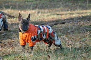 Miniature bullterrier for sale Miniature bullterrier, mbt, minibull, минибуль, миниатюрный бультерьер, щенок Буля