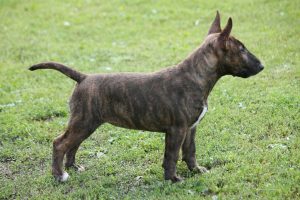 Miniature bullterrier for sale Miniature bullterrier, mbt, minibull, минибуль, миниатюрный бультерьер, щенок Буля