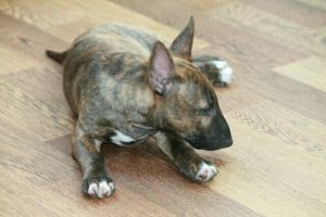 Miniature bullterrier for sale Miniature bullterrier, mbt, minibull, минибуль, миниатюрный бультерьер, щенок Буля