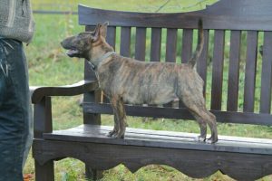 Miniature bullterrier for sale Miniature bullterrier, mbt, minibull, минибуль, миниатюрный бультерьер, щенок Буля