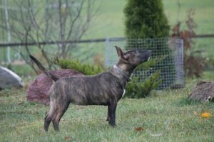 Miniature bullterrier for sale Miniature bullterrier, mbt, minibull, минибуль, миниатюрный бультерьер, щенок Буля