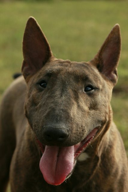 Miniature bullterrier, mini bull terrier, bullterrier kennel, миниатюрный бультерьер, питомник миниатюрных булей, буль, мини буль,