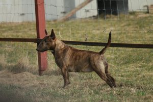 Miniature bullterrier, mini bull terrier, bullterrier kennel, миниатюрный бультерьер, питомник миниатюрных булей, буль, мини буль,