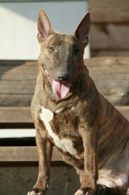 Miniature bullterrier, mini bull terrier, bullterrier kennel, миниатюрный бультерьер, питомник миниатюрных булей, буль, мини буль,