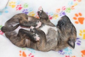 Miniature bullterrier for sale Miniature bullterrier, mbt, minibull, минибуль, миниатюрный бультерьер, щенок Буля