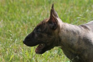 Миниатюрный бультерьер, минибуль, Миники, бультерьер, питомник булей, miniature bull terrier, minibull, bullterrier, kennel minibulls