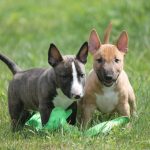 Kennel Miniature bull terrier, puppies mbt, minibull, bull love,миниатюрный бультерьер, енки бультерьера, питомник миниатюрных бультерьеров