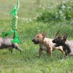 Миниатюрный бультерьер, минибуль, Миники, бультерьер, питомник булей, miniature bull terrier, minibull, bullterrier, kennel minibulls