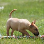 Миниатюрный бультерьер, минибуль, Миники, бультерьер, питомник булей, miniature bull terrier, minibull, bullterrier, kennel minibulls