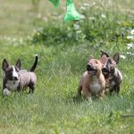 Миниатюрный бультерьер, минибуль, Миники, бультерьер, питомник булей, miniature bull terrier, minibull, bullterrier, kennel minibulls