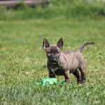 Миниатюрный бультерьер, минибуль, Миники, бультерьер, питомник булей, miniature bull terrier, minibull, bullterrier, kennel minibulls