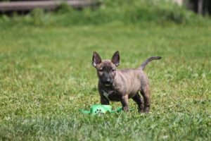 Миниатюрный бультерьер, минибуль, Миники, бультерьер, питомник булей, miniature bull terrier, minibull, bullterrier, kennel minibulls