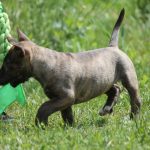 Миниатюрный бультерьер, минибуль, Миники, бультерьер, питомник булей, miniature bull terrier, minibull, bullterrier, kennel minibulls