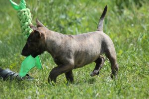 Миниатюрный бультерьер, минибуль, Миники, бультерьер, питомник булей, miniature bull terrier, minibull, bullterrier, kennel minibulls