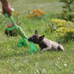 Миниатюрный бультерьер, минибуль, Миники, бультерьер, питомник булей, miniature bull terrier, minibull, bullterrier, kennel minibulls