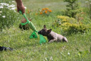 Миниатюрный бультерьер, минибуль, Миники, бультерьер, питомник булей, miniature bull terrier, minibull, bullterrier, kennel minibulls