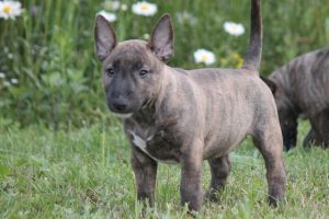 Миниатюрный бультерьер, минибуль, Миники, бультерьер, питомник булей, miniature bull terrier, minibull, bullterrier, kennel minibulls