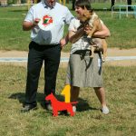 Миниатюрный бультерьер, минибуль, Миники, бультерьер, питомник булей, miniature bull terrier, minibull, bullterrier, kennel minibulls