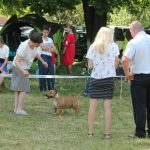 Миниатюрный бультерьер, щенки миниатюрного бультерьера, питомник миниатюрных бультерьеров, минибуль, бультерьер, миниатюрные бультерьеры в Беларуси, miniature bull terrier, minibull, kennel miniature bull terrier, minibull puppies