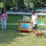 Миниатюрный бультерьер, щенки миниатюрного бультерьера, питомник миниатюрных бультерьеров, минибуль, бультерьер, миниатюрные бультерьеры в Беларуси, miniature bull terrier, minibull, kennel miniature bull terrier, minibull puppies