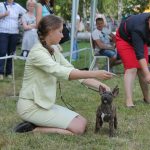 Миниатюрный бультерьер, минибуль, Миники, бультерьер, питомник булей, miniature bull terrier, minibull, bullterrier, kennel minibulls