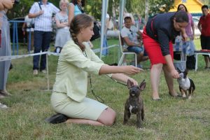 Миниатюрный бультерьер, минибуль, Миники, бультерьер, питомник булей, miniature bull terrier, minibull, bullterrier, kennel minibulls