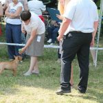 Миниатюрный бультерьер, минибуль, Миники, бультерьер, питомник булей, miniature bull terrier, minibull, bullterrier, kennel minibulls