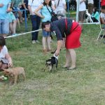 Миниатюрный бультерьер, минибуль, Миники, бультерьер, питомник булей, miniature bull terrier, minibull, bullterrier, kennel minibulls