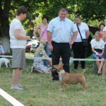 Миниатюрный бультерьер, щенки миниатюрного бультерьера, питомник миниатюрных бультерьеров, минибуль, бультерьер, миниатюрные бультерьеры в Беларуси, miniature bull terrier, minibull, kennel miniature bull terrier, minibull puppies