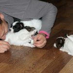 papillon puppies for sale