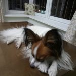 #papillons #papillonpuppy #papillonsale #papillonkennel #papillonlitters #papillonforsale #папильон #папильоны #папийон #щенкипапильона #щенкинапродажу #щенкипапильона #щенкивбеларуси #щенкивпитомнике #щенкипапильонавбеларуси #tsnyanskayaohotakennel #питомникцнянскаяохота #продаютсященкипапильона #papillonpuppieforsale #kenneldogs #питомниксобак #милыесобачки #собаки #щенки #беларусь #mylove #cutedogsforsale