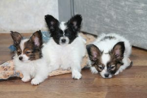 Щенки папильона в Беларуси, papillons puppies for sale in belarus