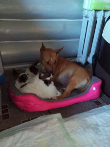 Миниатюрный бультерьер и щенки папильона, miniature bullterrier & papillon puppies