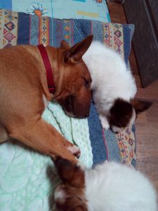 Miniature bullterrier & papillon puppies