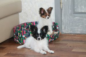 Papillon puppies for sale