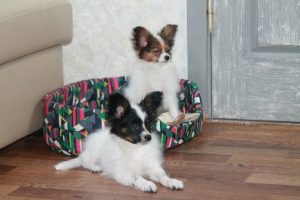 Papillon puppies for sale