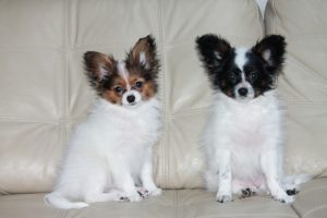 Papillon puppies for sale